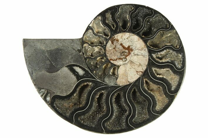 Cut & Polished Ammonite Fossil (Half) - Unusual Black Color #286645